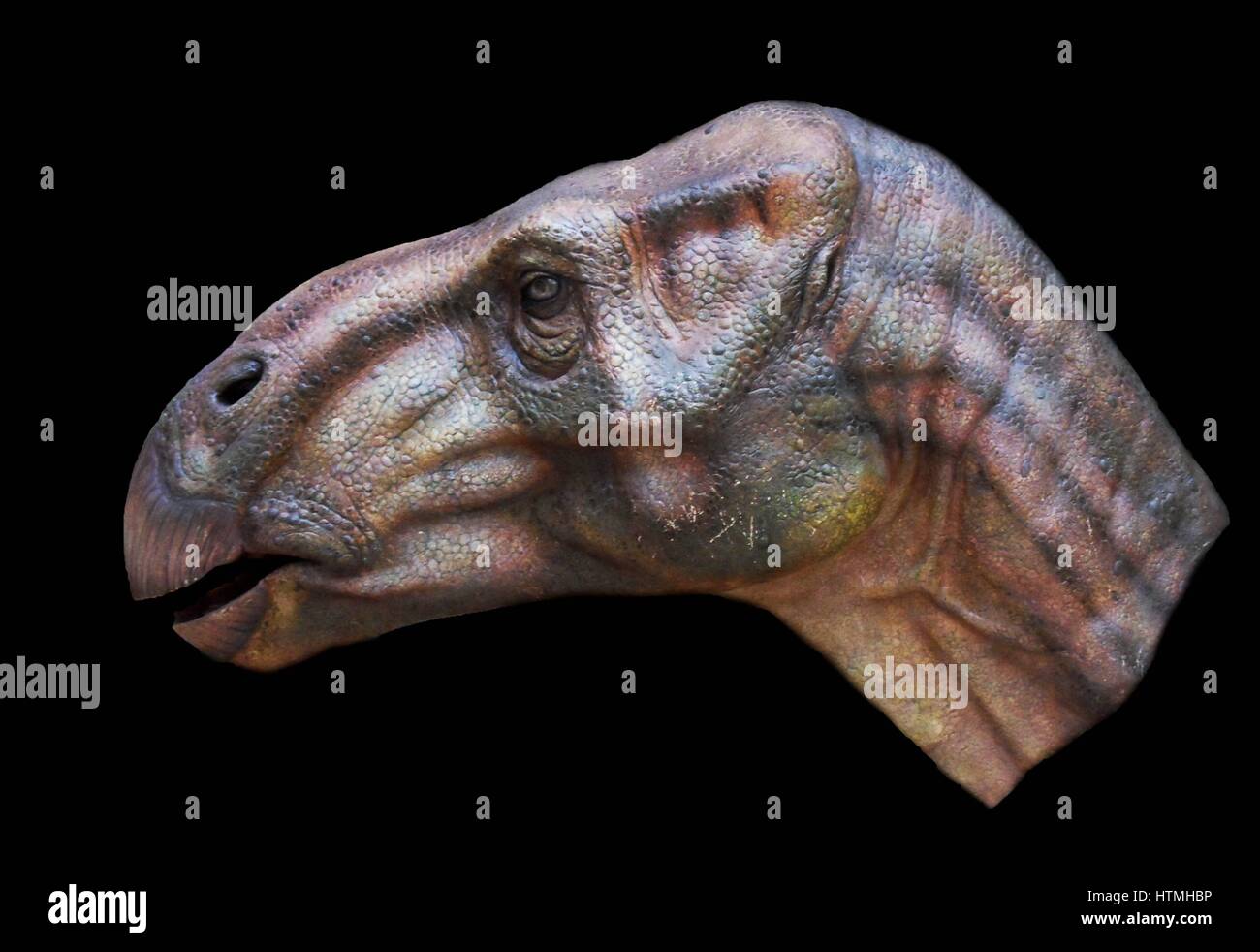 Rekonstruktion des Kopfes von Iguanodon Bernissartensis. Stockfoto