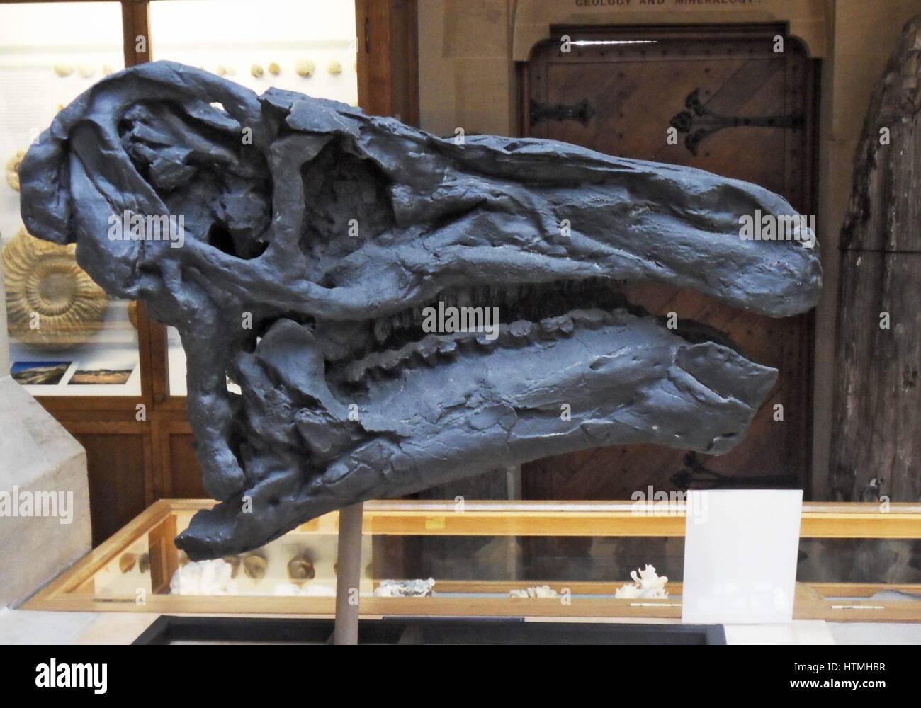 Rekonstruktion des Kopfes von Iguanodon Bernissartensis. Stockfoto