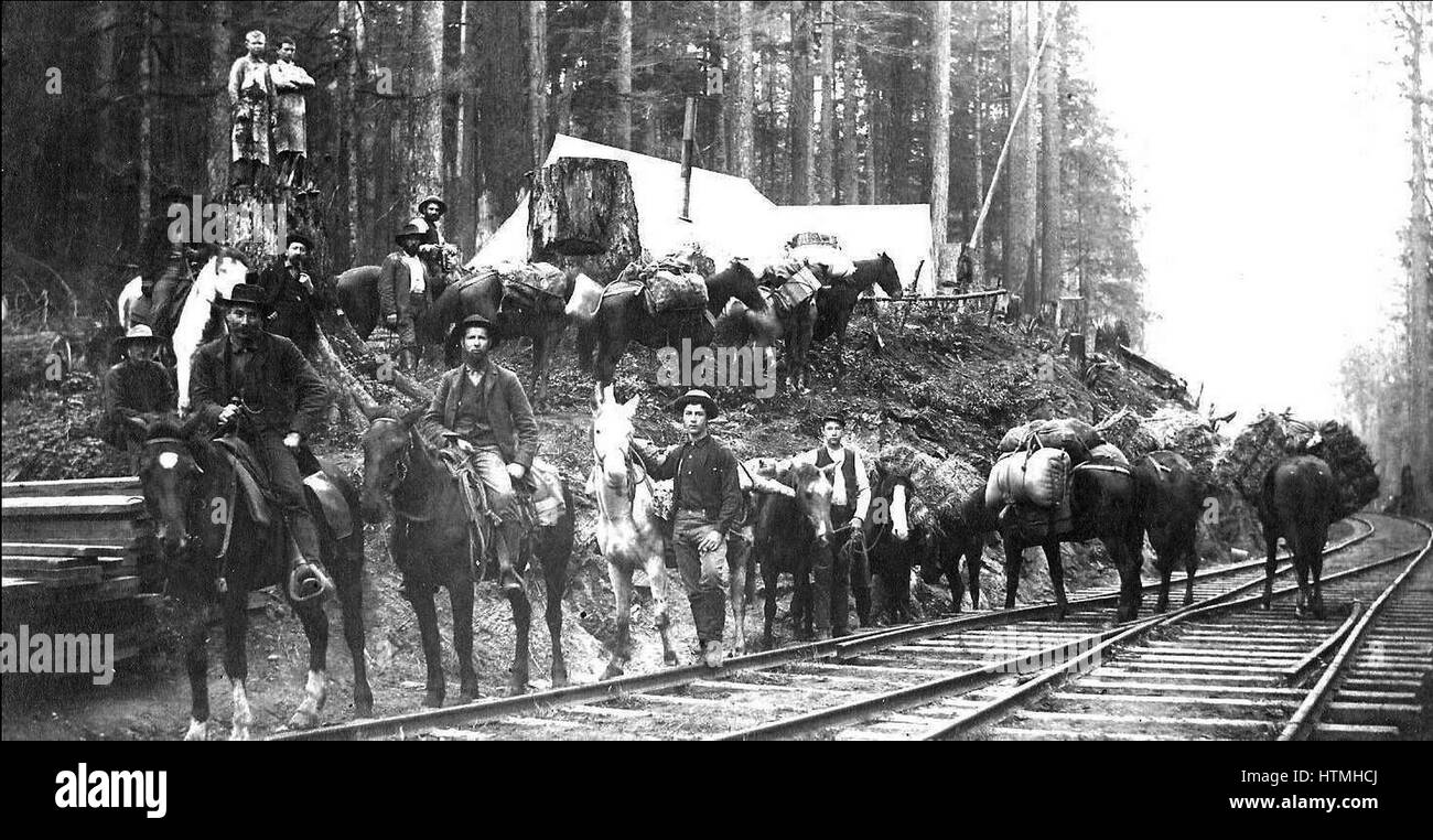 Northern Pacific Railway Crew und Camp-Foto wurde um 1890 aufgenommen. Beachten Sie das Holz auf der linken Seite und die erhebliche Packs auf die Maultiere, wie sie erscheinen, nach einem langen Arbeitstag zusteuern. Stockfoto