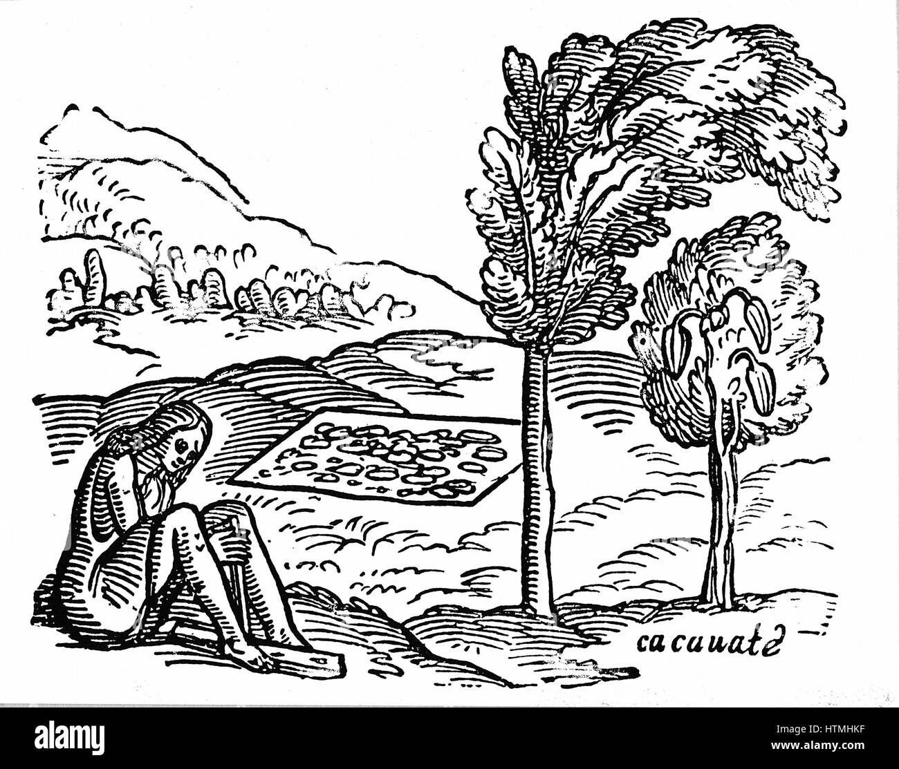 16. Jahrhundert Holzschnitt zeigt Kakao Busch im Schatten von einer größeren Art von Baum und Kakaobohnen liegen in der Sonne getrocknet. Links im Vordergrund native macht Feuer von Blister-Methode Stockfoto