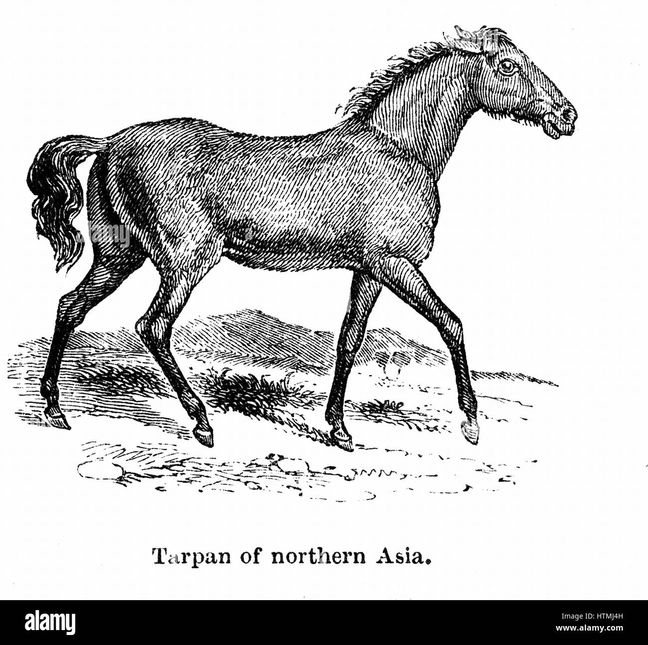 Tarpan, prähistorische Wildpferd von denen in den späten 1800er Jahren ausstarb. Modernen genetischen Schöpfung in 1930er Jahren gemacht mit Rassen Pony mit Tarpan Abstammung. Holzstich von 1850. Stockfoto