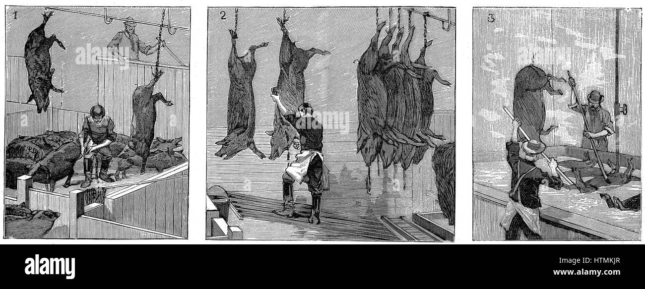 Eine der frühesten Fertigungslinien: Armour Unternehmens Schlachthof, Chicago. Schweine getötet am Dach eines Gebäudes, entstand am Boden als fertige Kadaver. Prozesse (1) per Anhalter auf Leben Tiere (2) Schlachtung & Blutung (3) kochend Kadaver. Holzstich Paris 1892 Stockfoto