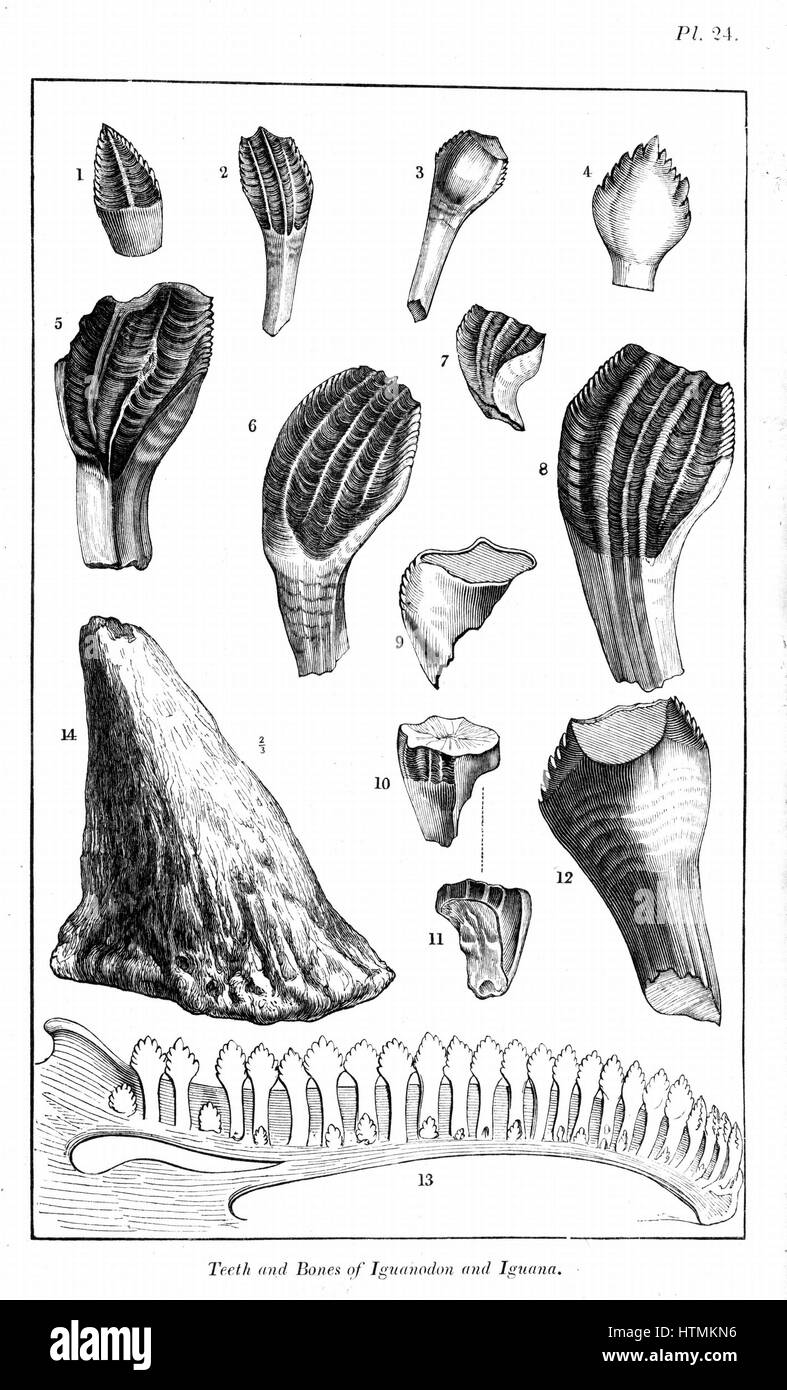 Vergleich von fossilen Zähnen & nasalen Horn von Iguanadon und 13, senken Sie Kiefer & Zähne des modernen Iguana (Mantell). Von William Buckland "Geologie und Mineralogie" London 1836. Dieses Buch ist eines der Bridgewater Abhandlungen Stockfoto