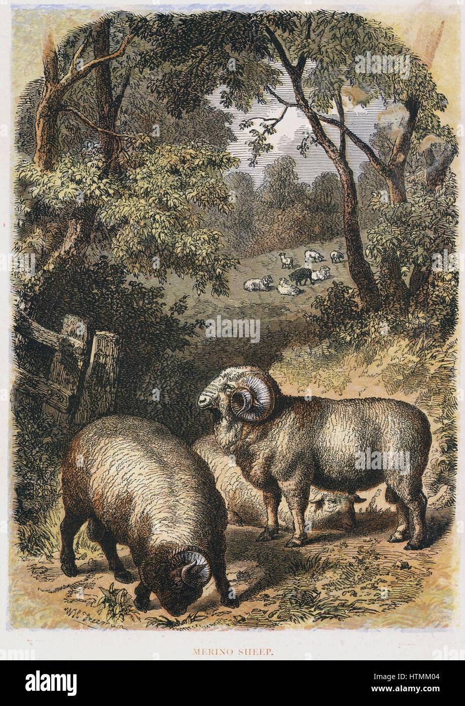 Merino-Schafe: Vielfalt bekannt für seine wolle. Viel in Australien Hand getönt Gravur bevorzugt veröffentlicht London c1860. Gravur. Stockfoto