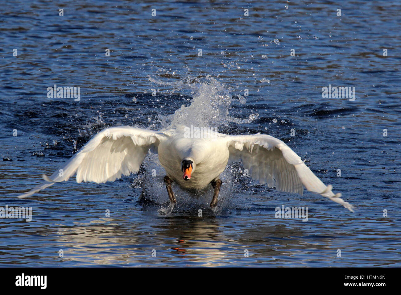 Ein Höckerschwan mit den Flügeln schlägt und Ausziehen aus einem See Stockfoto