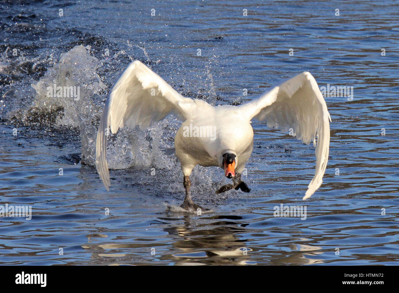 Ein Höckerschwan mit den Flügeln schlägt und Ausziehen aus einem See Stockfoto