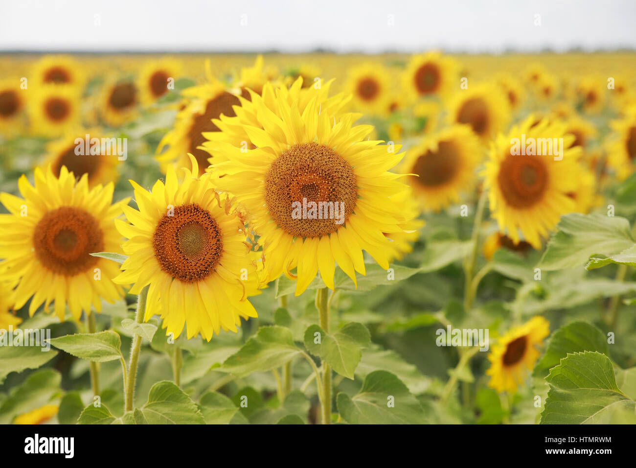 Feld von Sonnenblumen, Nahaufnahme Stockfoto