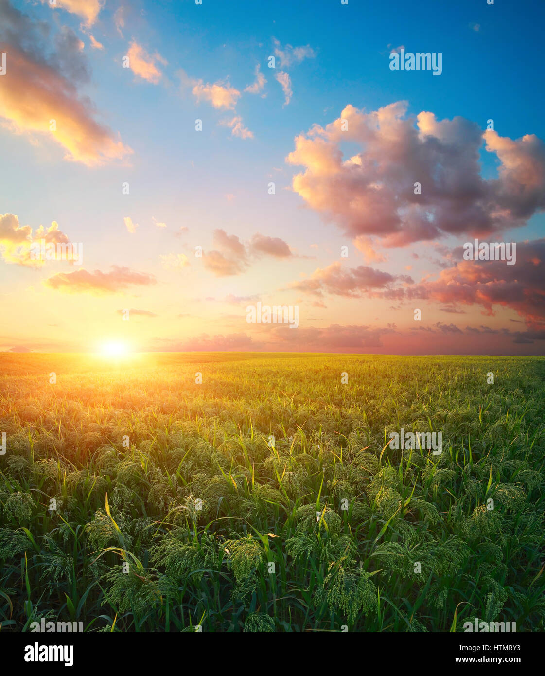 Hirse (Sorghum), grüne Feld, Landwirtschaft Landschaft, Gebiet der Hirse auf Sonnenuntergang Himmelshintergrund Stockfoto