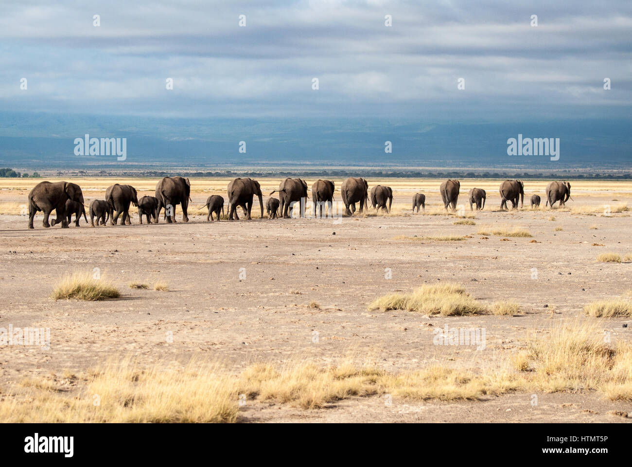 Elefanten von Amboseli. Eine Linie von Elefanten, darunter ihre Jungen machen ihren Weg zu einem Wasserloch im Amboseli Nationalpark in Kenia, Stockfoto