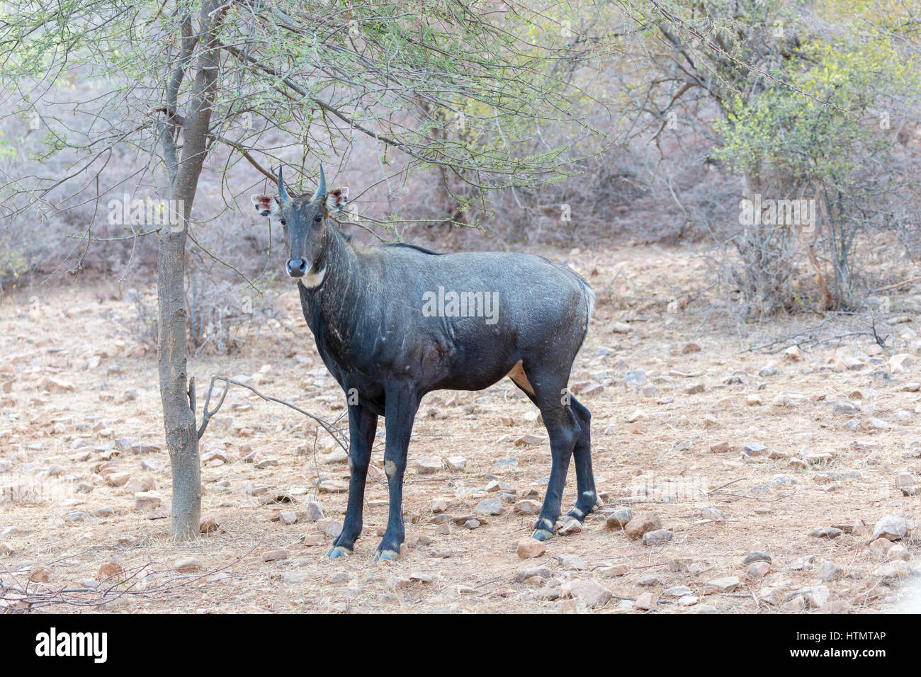 Jackale, Ranthambhore National Park, Rajasthan, Indien Stockfoto