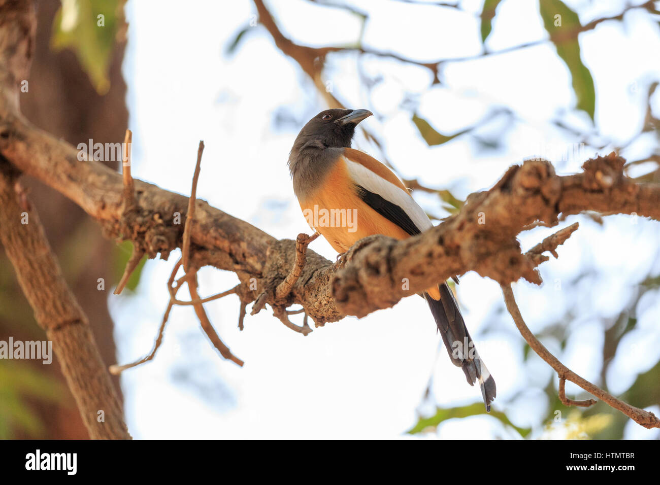 Rufous Treepie, Ranthambhore National Park, Rajasthan, Indien Stockfoto