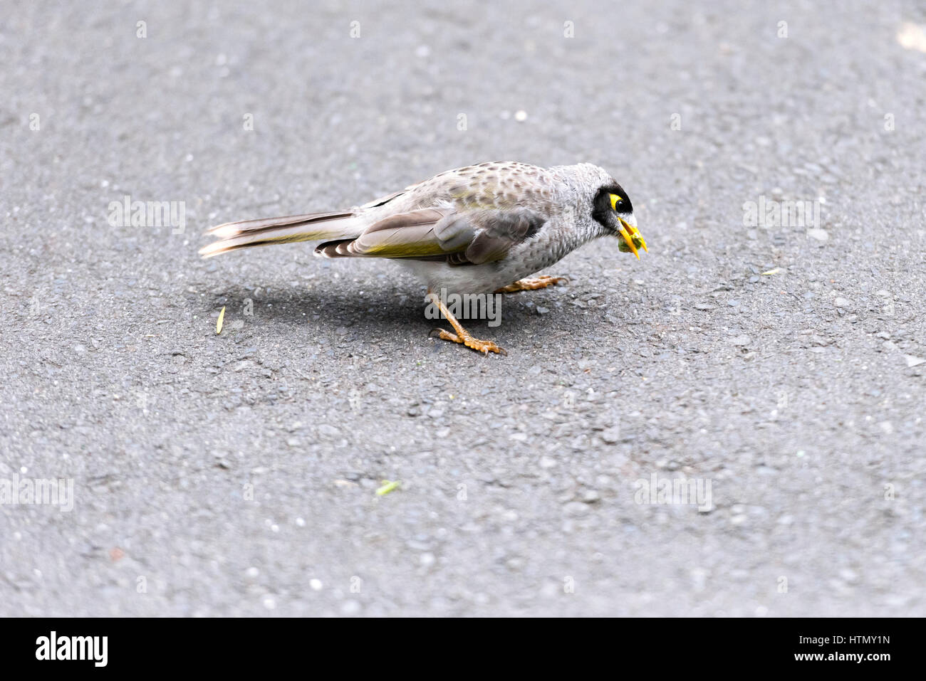 Ein Braun-graue Farbe Vogel war einen Wurm in einer Straße Essen. Stockfoto