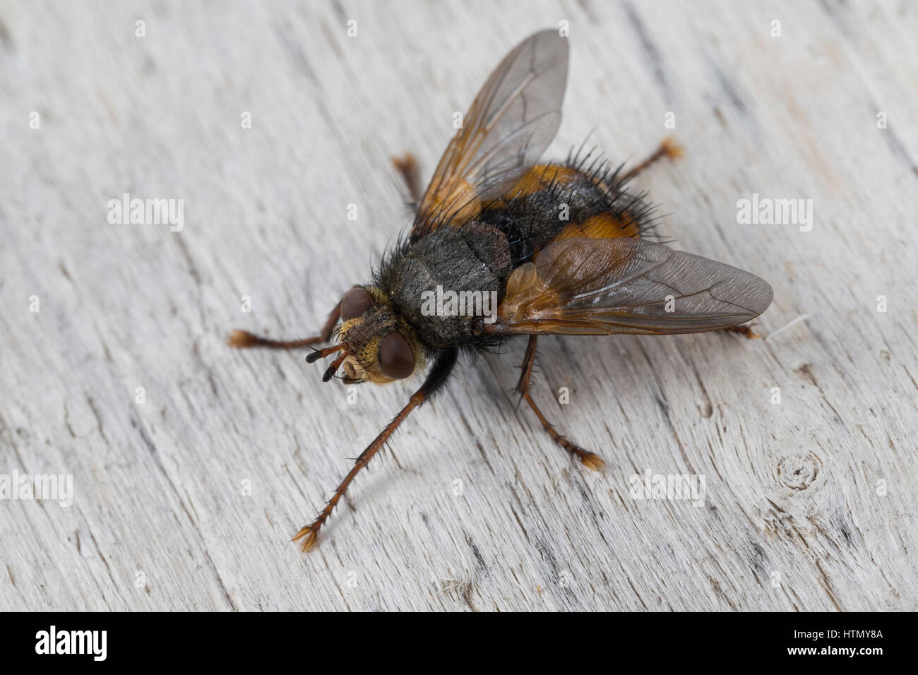 Igelfliege, Raupenfliege, Tachina Fera, Tachinid Fly, parasitische fliegen, la Tachinaire Sauvage, Tachinidae, Raupenfliegen, Igelfliegen, Schmarotzerfliegen Stockfoto