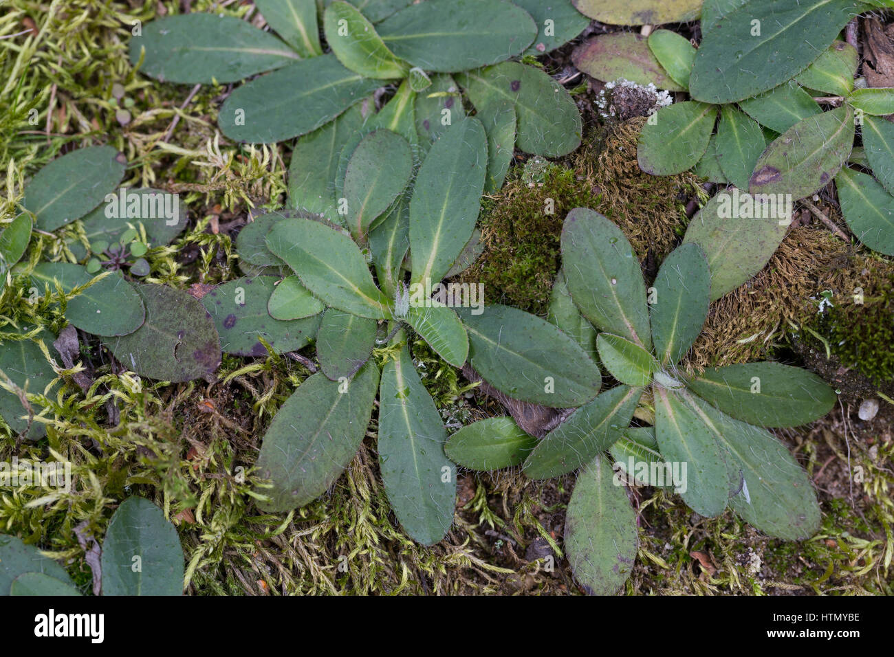 kleines-habichtskraut-blatt-bl-tter-blattrosette-kleines