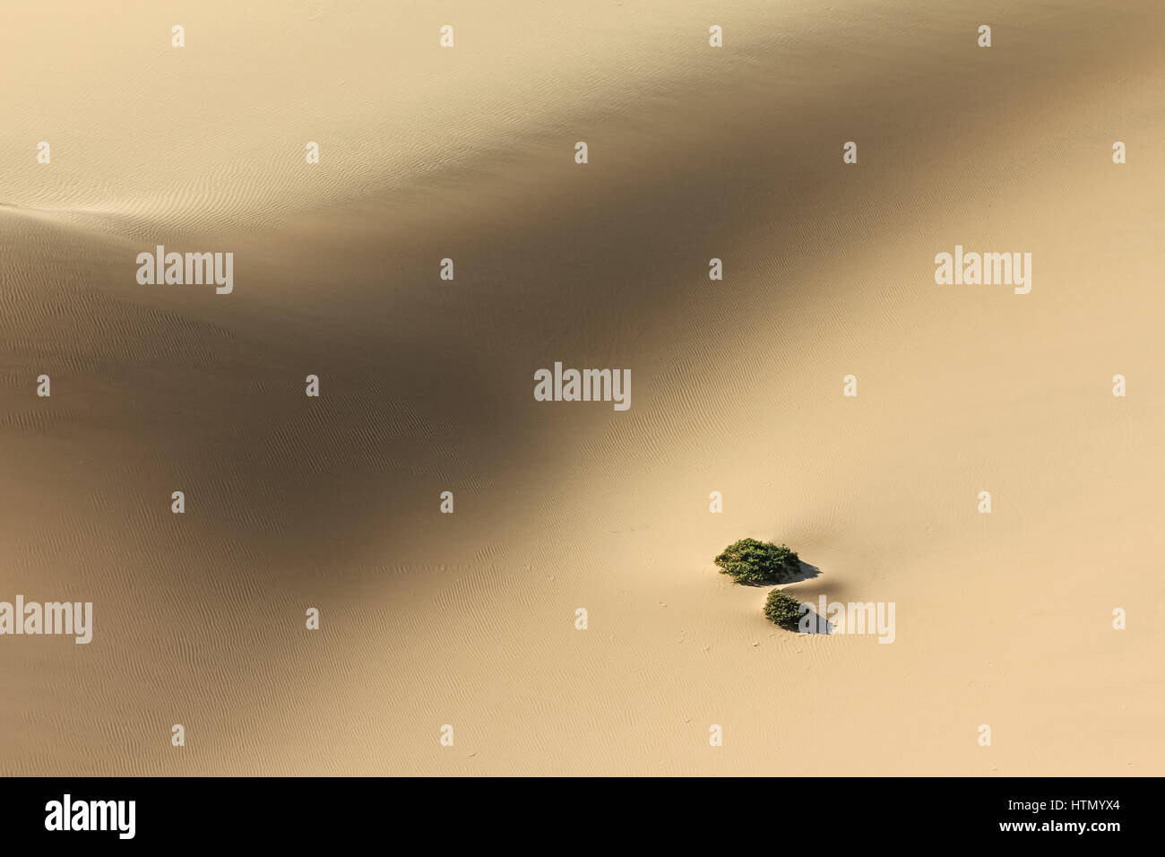 Pflanzen im Sand dune Wüste. Herausforderung, um zu überleben. Stockfoto