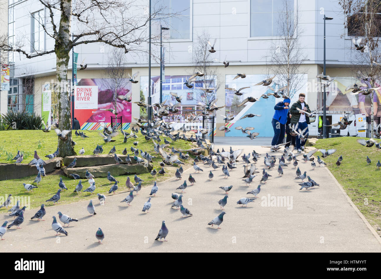 Herde von Tauben in Derby Riverside Gärten Stockfoto