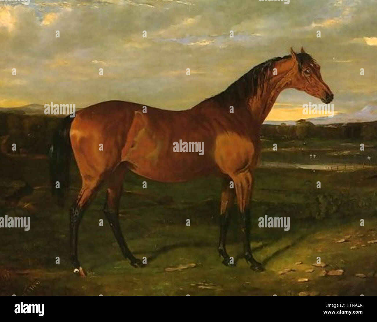 Manuella, das Pferd, ist eine Darstellung der Schönheit und Stärke des Pferdes, oft in künstlerischen Werken dargestellt, die die Gnade und Kraft der Pferde hervorheben. Dieses Thema betont die Verbindung zwischen Mensch und Tier und spiegelt die Rolle des Pferdes in verschiedenen kulturellen und historischen Zusammenhängen wider. Stockfoto