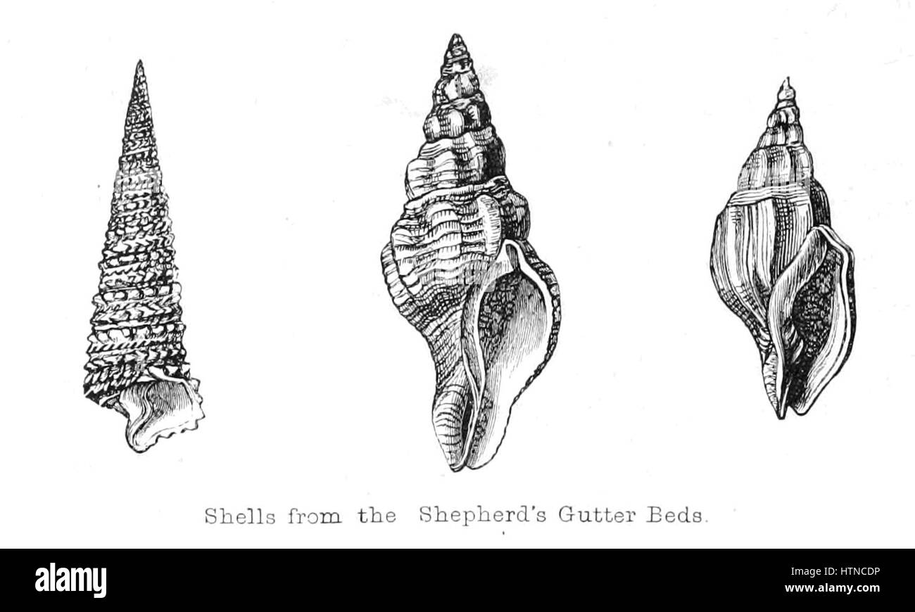 Auf dieser Seite von „The New Forest: Its History and its Scenario“ (der neue Wald: Seine Geschichte und seine Landschaft) erfahren Sie mehr über die natürliche Schönheit und historische Bedeutung des New Forest. Es beschreibt seine Entstehung, seine Rolle in der englischen Geschichte und seine malerischen Landschaften, die Generationen von Künstlern und Naturliebhabern inspiriert haben. Stockfoto