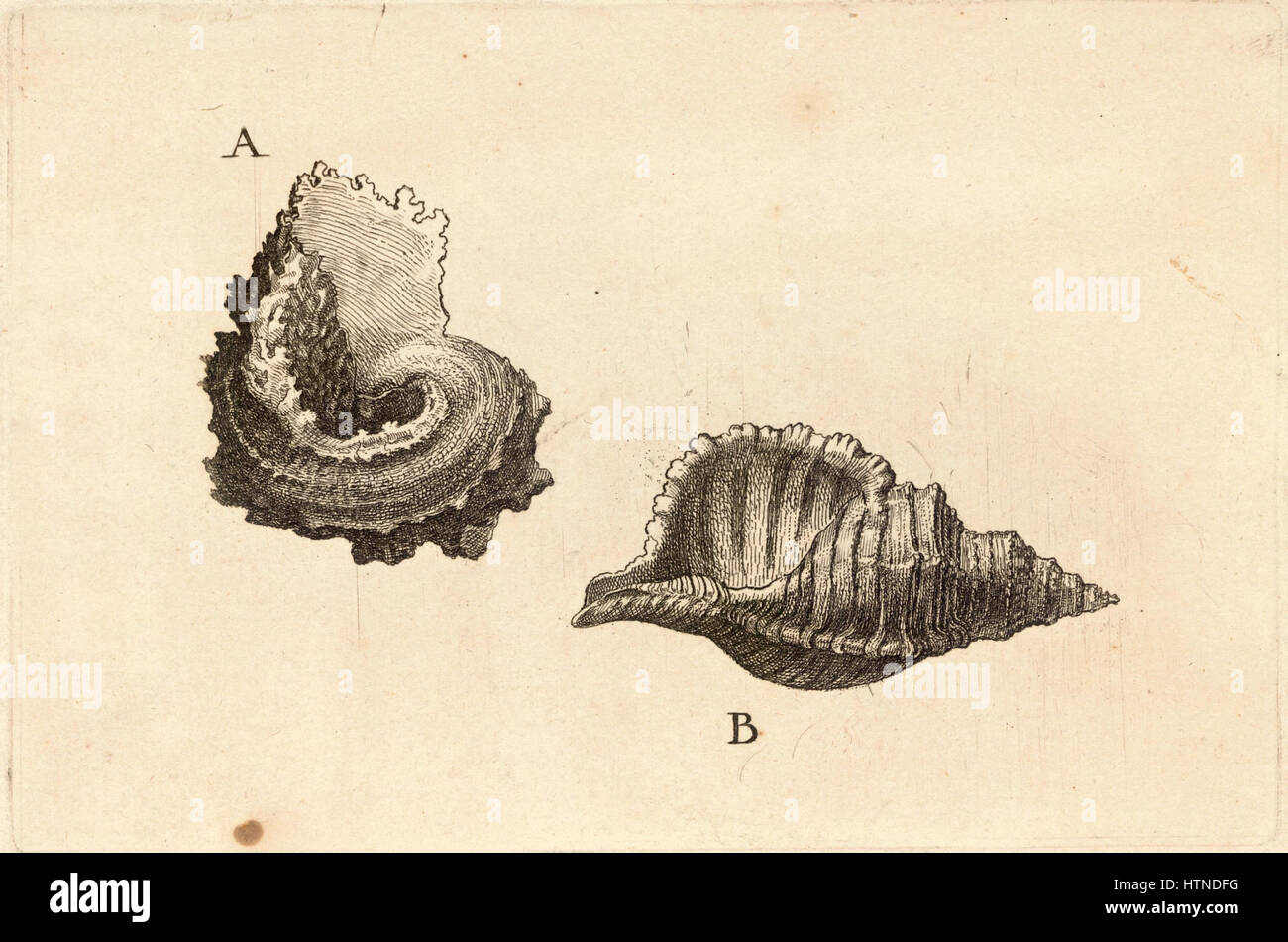 „Angaria laciniata“ von Wenceslas Hollar ist ein Gravur, der eine detaillierte naturalistische Untersuchung der Pflanze veranschaulicht. Das Stück zeigt Hollar’ Geschick in der botanischen Illustration und seinen Fokus auf präzise Details. Stockfoto