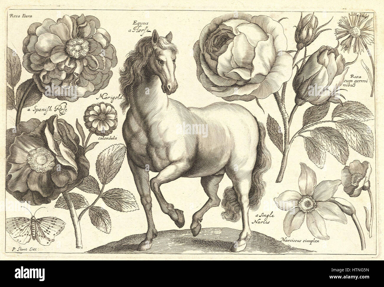 Diese Ätzung von Wenceslas Hollar zeigt ein Pferd, das seine Fähigkeit demonstriert, die Anatomie und Anmut von Tieren zu erfassen. Hollar’ präzise Linien und detaillierte Darstellungen spiegeln das barocke Interesse an Naturalismus und die genaue Darstellung von Themen in der Kunst im 17. Jahrhundert wider. Stockfoto