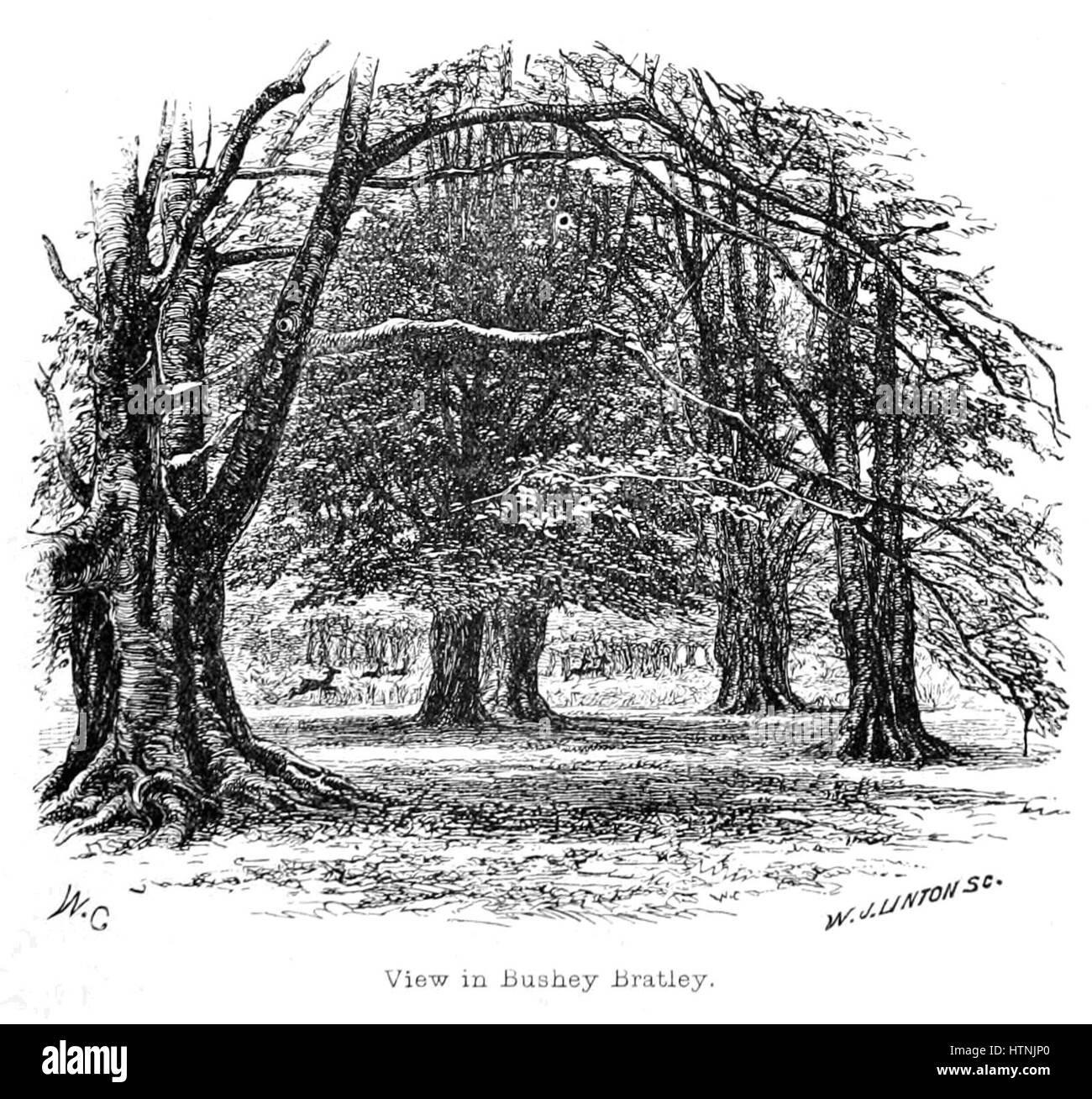 Der New Forest, seiner Geschichte und seiner Landschaft - Seite 001 Stockfoto