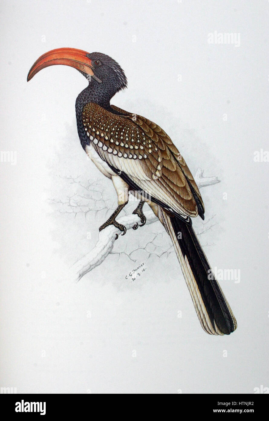 Tockus monteiri, auch bekannt als der Monteiro-Nashornvogel, ist eine Vogelart, die in Zentralafrika vorkommt. Sie zeichnet sich durch ihren großen, geschwungenen Schnabel und ihr markantes Gefieder aus und lebt in tropischen Wäldern und ist für ihr soziales Verhalten und ihre Nistgewohnheiten bekannt. Stockfoto