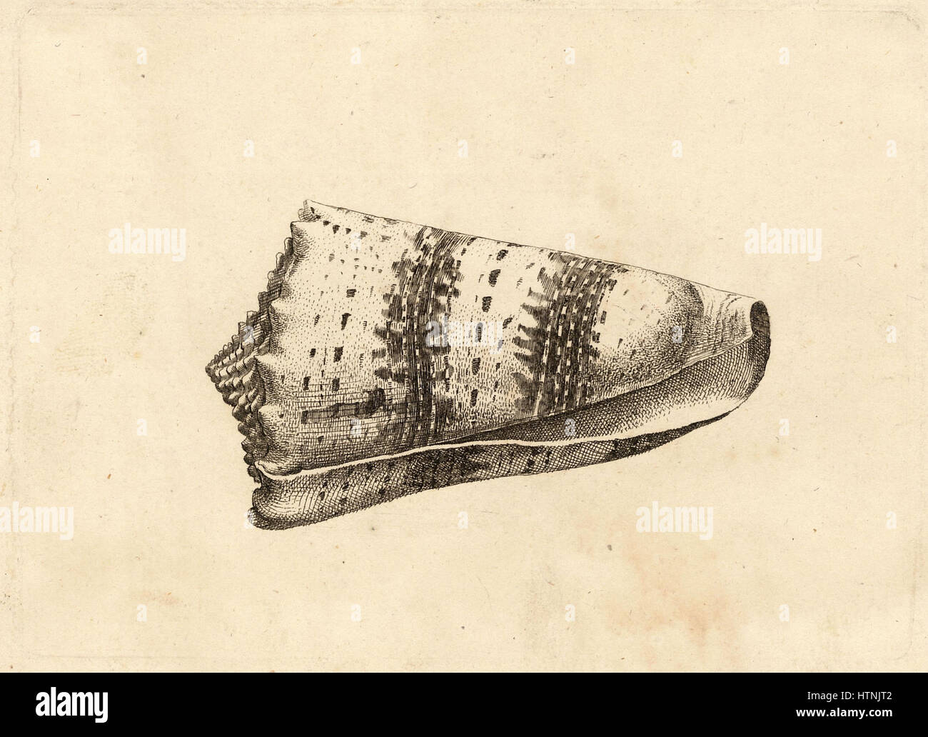 Wenceslas Hollar - Conus imperialis Stockfoto