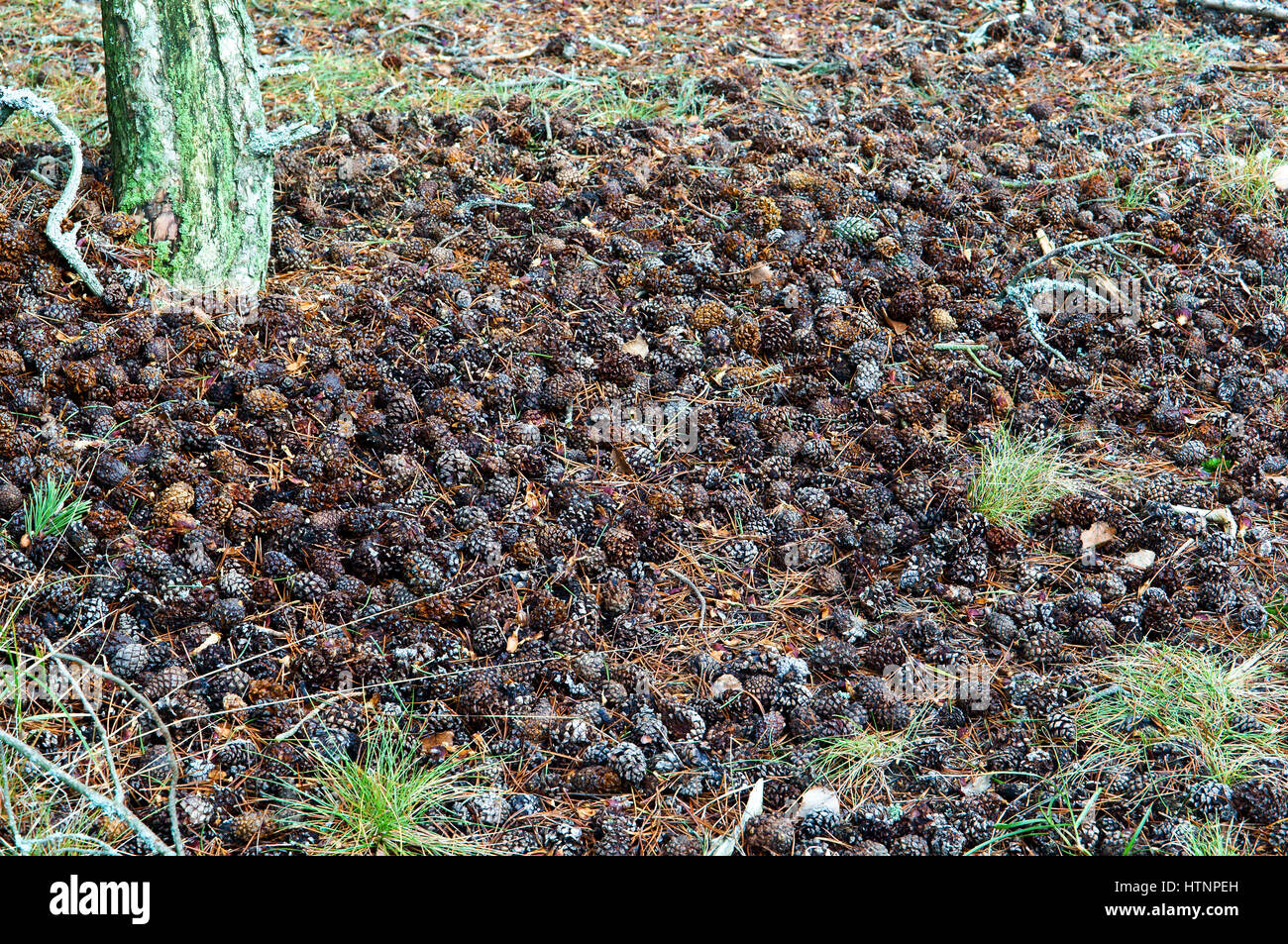 Nadel-, Tannenzapfen, Wälder, Nadel, faul Stockfoto