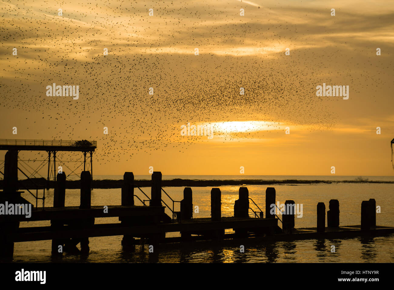 Aberystwyth, Wales, UK. 13. März 2017. UK-Wetter: in der Abenddämmerung Zehntausende Stare fliegen in zusammen für Wärme zu verdrängen und zum Schlafplatz für die Nacht auf dem Netz von gusseisernen streben und Beine unter Aberystwyths viktorianischen Seestadt Pier obwohl Sie immer noch zahlreich in Aberystwyth, sicher sind die Vögel in die Royal Society for Protection of Birds "Rote Liste" der Risiko-Arten , mit ihren Nummern über die UK sinkt um über 60 %, seit den 1970er Jahren-Credit Foto: Keith Morris/Alamy Live News UK. 13. März 2017... Stockfoto