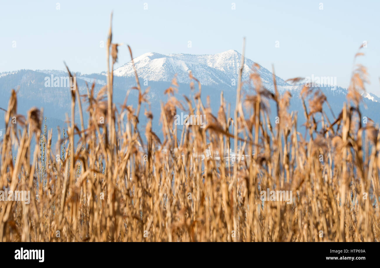 Gmund Am Tegernsee, Deutschland. 14. März 2017. 1668 m hohen Hirschberg überragt das Schilf in Gmund Am Tegernsee, Deutschland, 14. März 2017. Foto: Alexander Heinl/Dpa/Alamy Live News Stockfoto