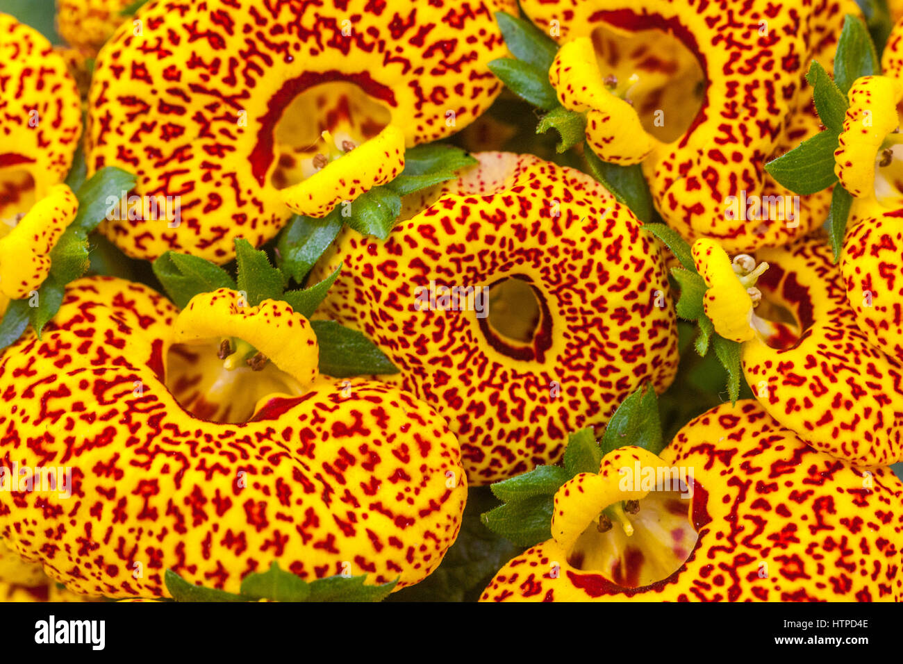 Calceolaria 'Dainty Yellow Spots' Taschenbuchpflanze, Schlupfkraut Stockfoto