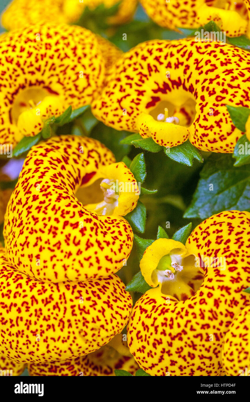 Calceolaria 'Dainty Yellow Spots' Taschenbuchpflanze, Schlupfkraut Stockfoto