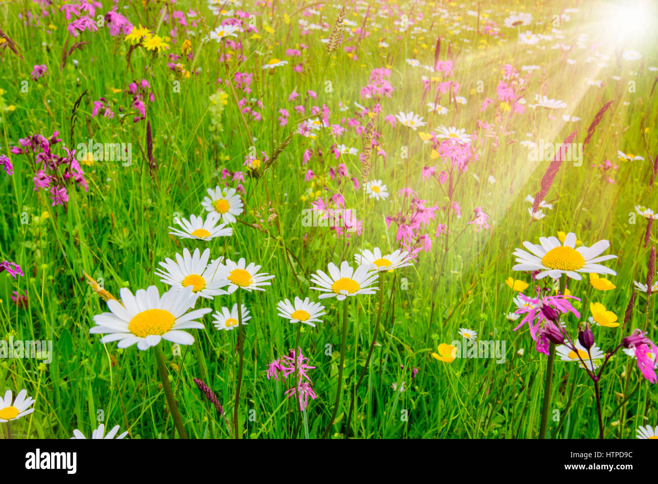 Frühlingswiese mit schönen Blumen und Sonnenstrahlen im Hintergrund Stockfoto