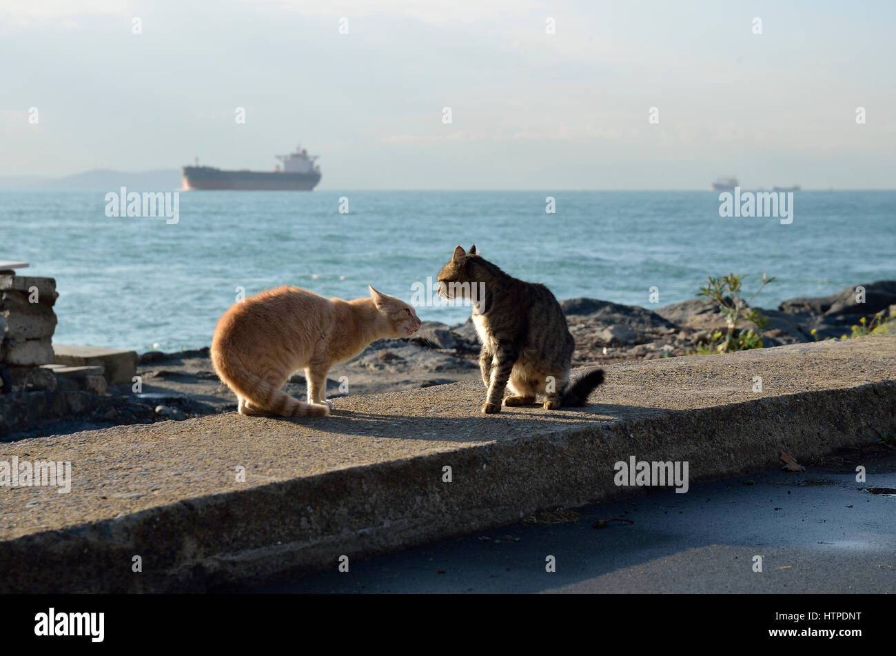Katzen spielen am Meer im Stadtteil Fatih in Istanbul Stockfoto