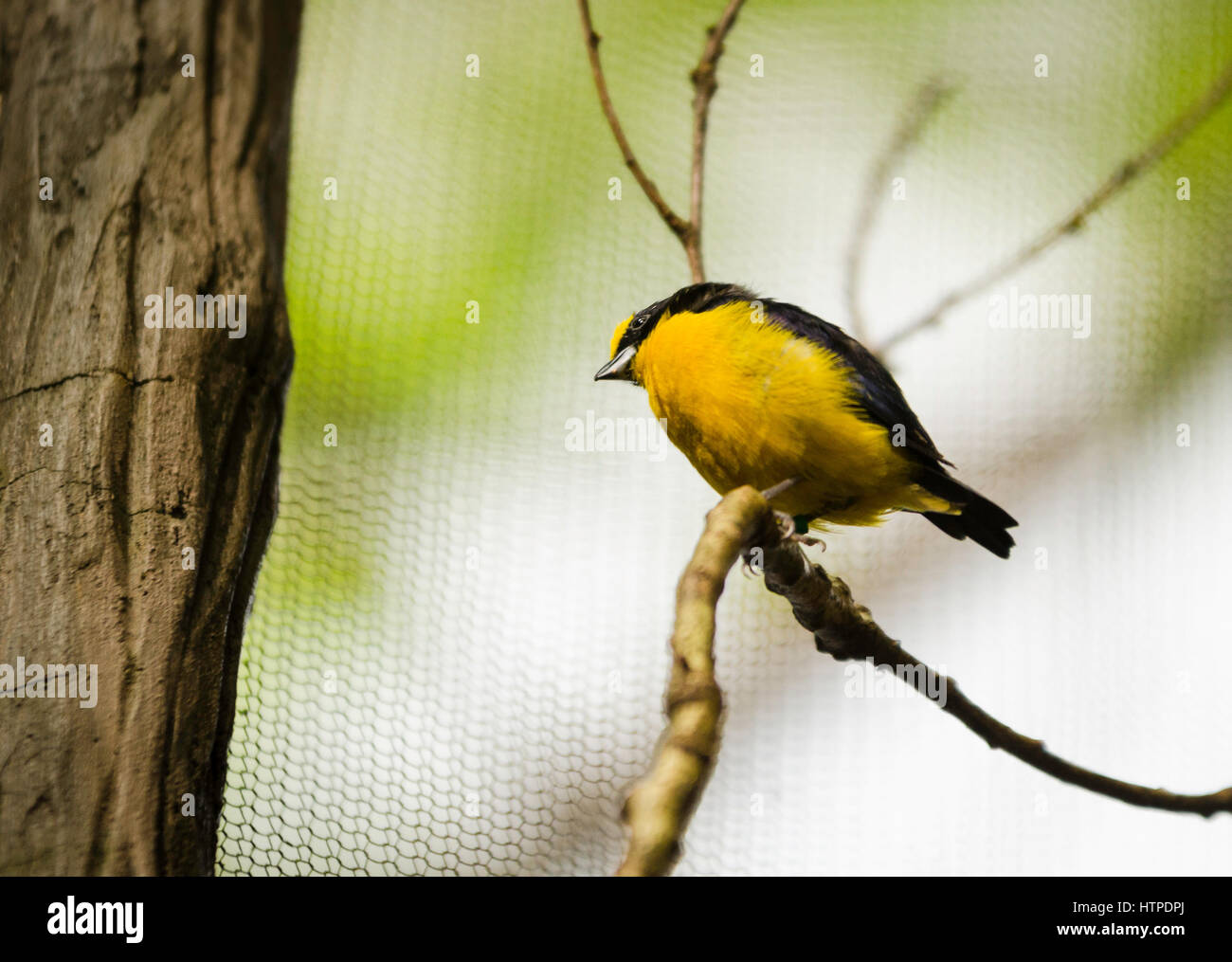 ein schwarz-gelben exotischen Vogel auf einem Baum sitzen und beobachten Stockfoto