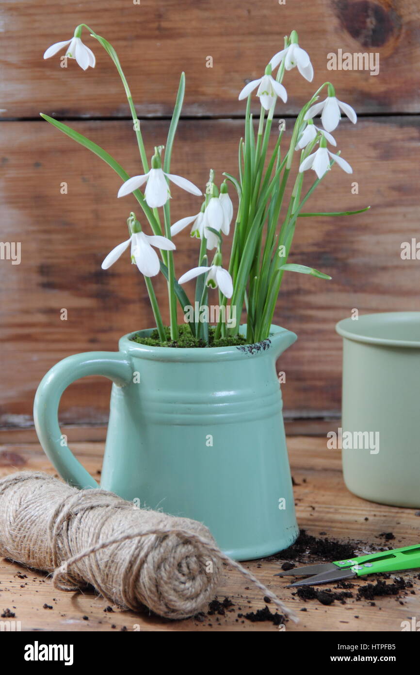Dekorative Emaille Kanne mit Schneeglöckchen (Galanthus nivalis) für Innen Anzeige gepflanzt - auf einem Holztisch mit Garten Schere, String und Emaille Tasse Stockfoto