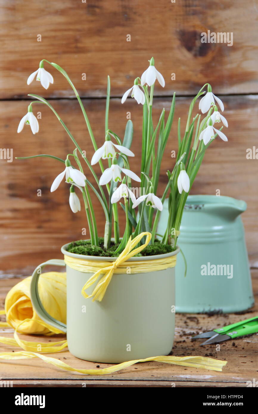 Emaille Becher mit Schneeglöckchen (Galanthus Nivalis) bepflanzt und dekoriert mit gelben Bast für Innenanzeige mit Garten Scheren, String und Bewässerung Krug Stockfoto