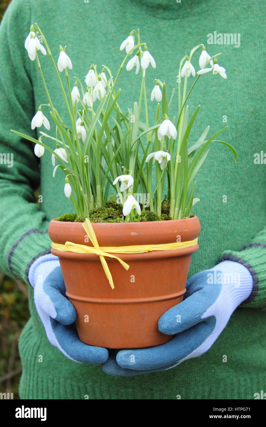 Männliche Gärtner trägt gemeinsame Schneeglöckchen (Galanthus Nivalis) in einem Terrakotta-Topf für die Positionierung in einem englischen Garten im Spätwinter Stockfoto