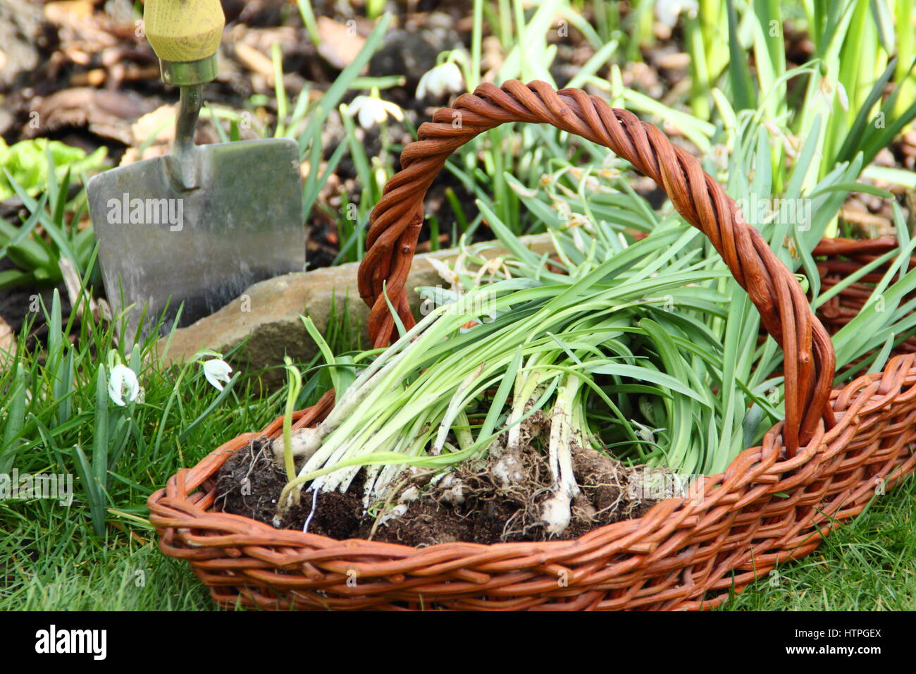 Ein Klumpen hob Schneeglöckchen (Galanthus nivalis) "im Grünen" - noch im Blatt - in einem trug, bereit für die Teilung und Wiederbepflanzung in einem Englischen Garten Stockfoto