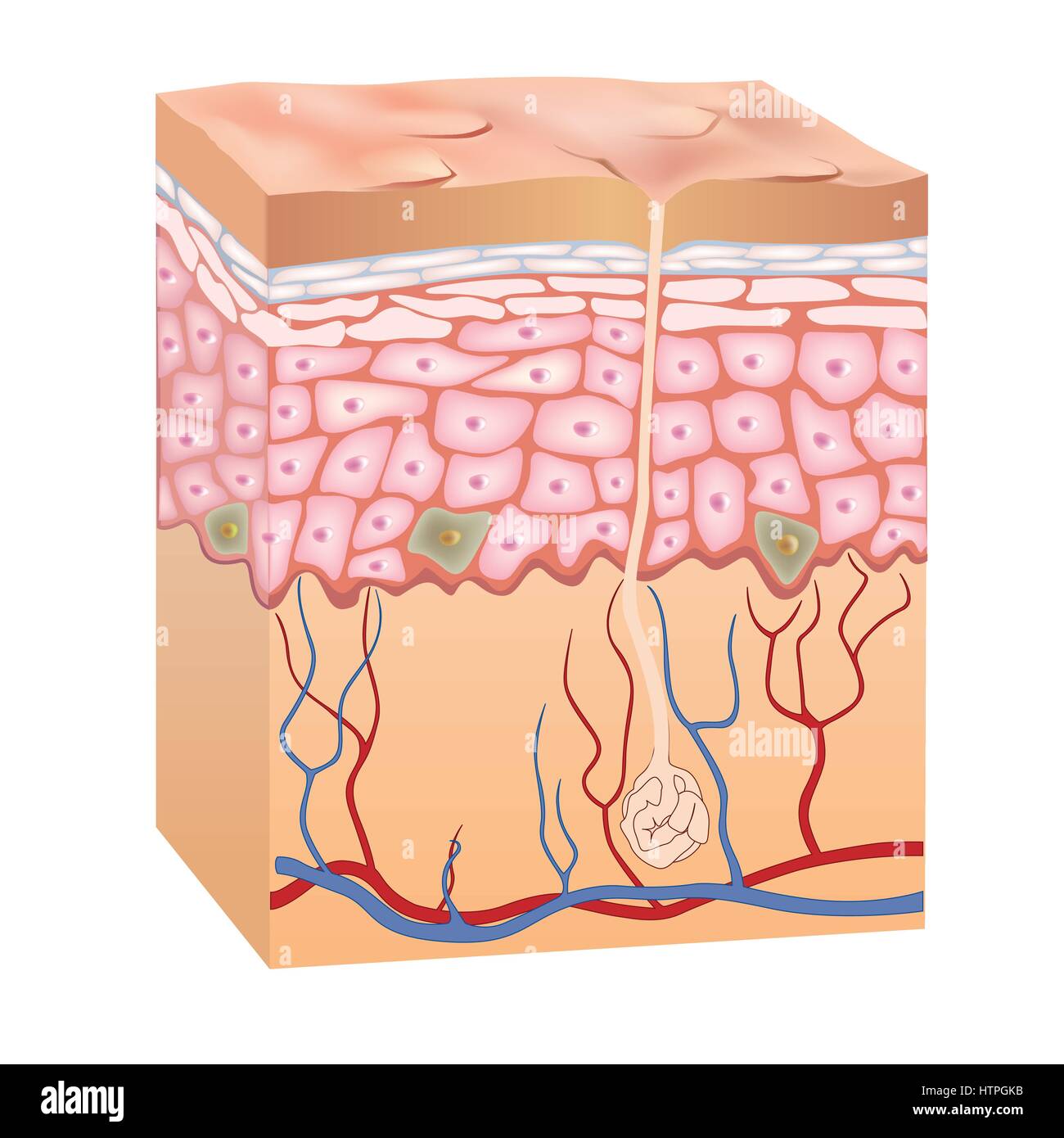 Die Struktur der Haut. 3D-Anatomie der Epidermis. Vector Illustration auf weißem Hintergrund. Stock Vektor