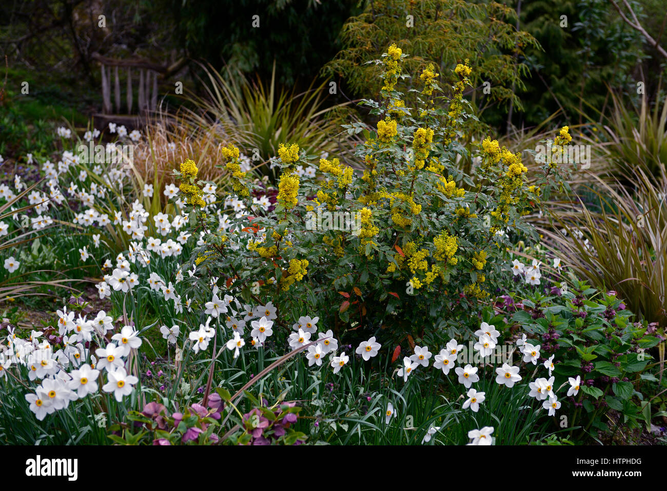 Narcissus Poeticus Var Recurvus, alte Fasan Auge, Narzisse, Narzissen, Mahonia Oiwakensis, Frühling, Blume, Blumen, blühenden Garten, Gärten, RM F Stockfoto