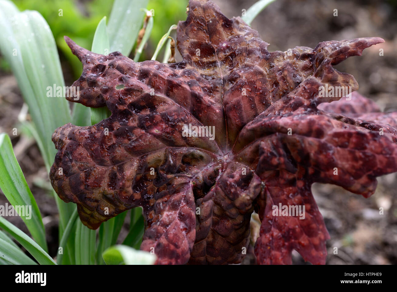 Podophyllum delavayi Fotos und Bildmaterial in hoher Auflösung Alamy