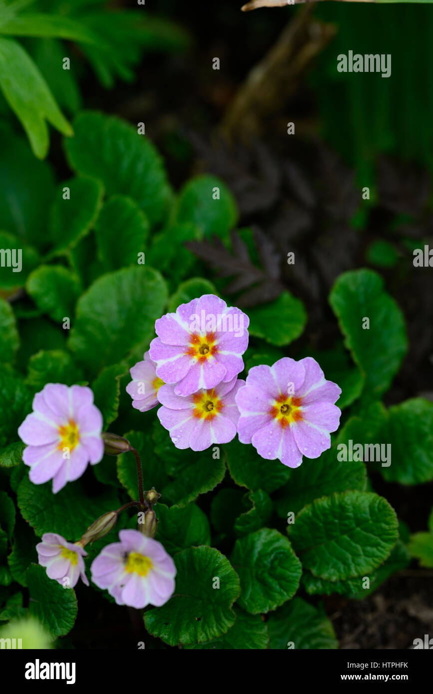 Primula Tagesanbruch, Rosa, Lila, Blüte, Blumen, Frühling, Schatten, Schatten, RM Floral Stockfoto