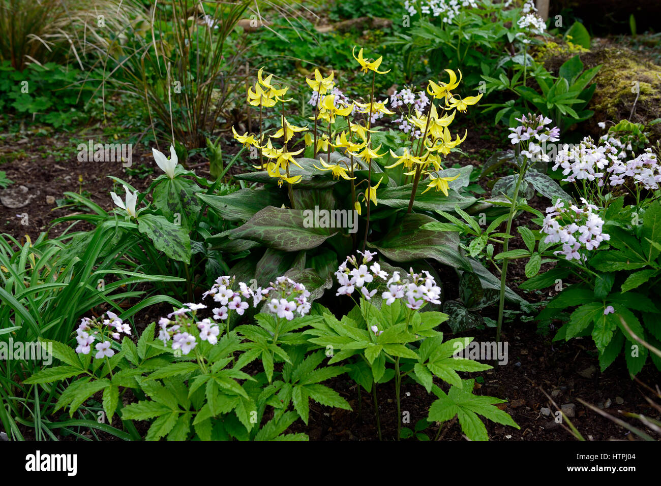 Erythronium Pagoda, Cardamine Heptaphylla Syn Dentata Pinnata, Trillium Albidum, Frühling, gelb, weiß, Blumen, Blüte, Holz, Wald, Wald, shad Stockfoto