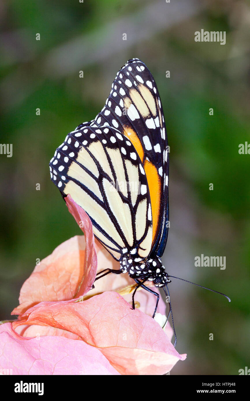 Königreich Animalia Phylum Arthropoda Klasse Insecta Ordnung