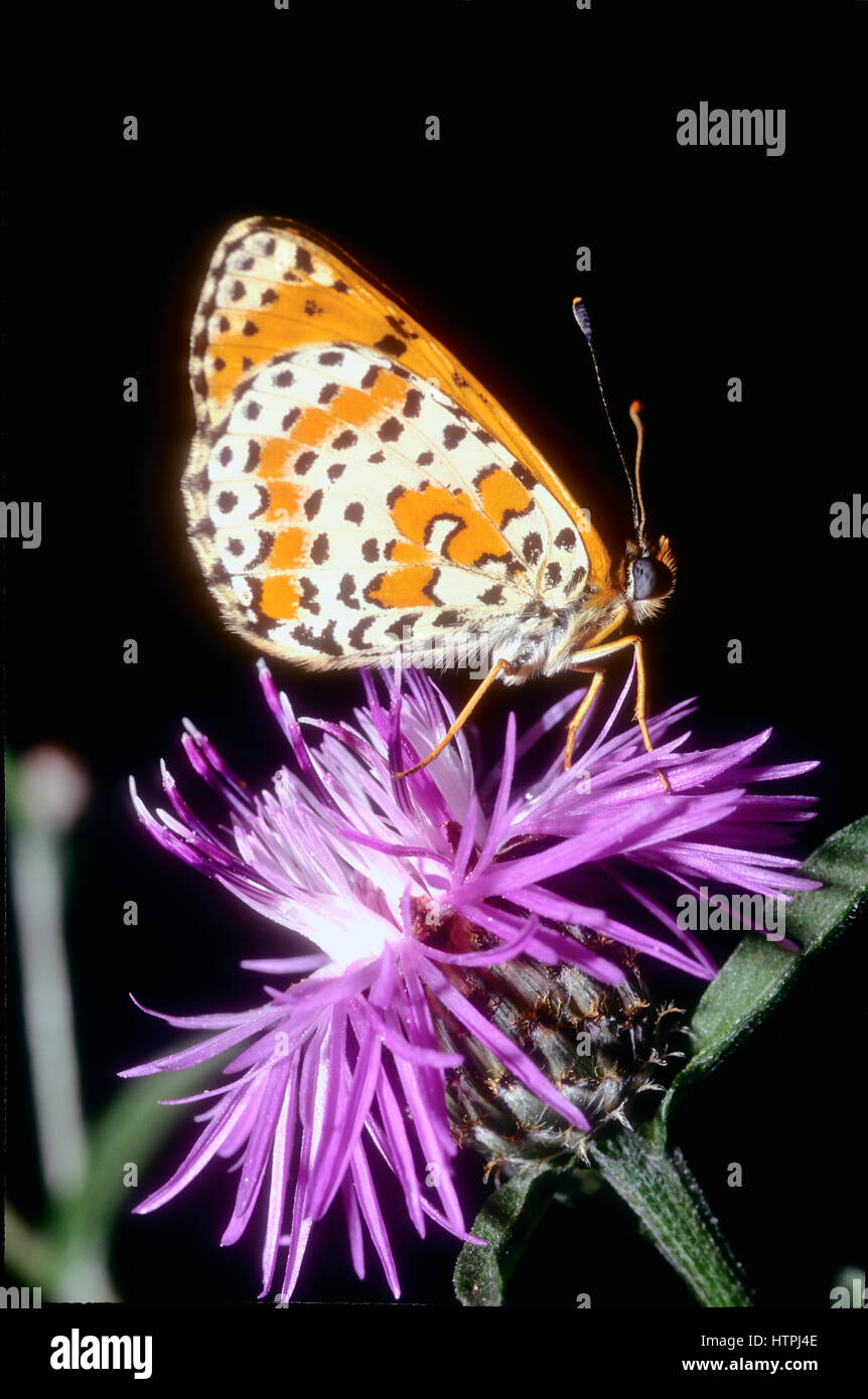 Königreich: Animalia Phylum: Arthropoda Klasse: Insecta Ordnung: Lepidoptera Familie: Nymphalidae Unterfamilie: Nymphalinae Stamm: Melitaeini Cusabo: Melitaeina Newma Stockfoto