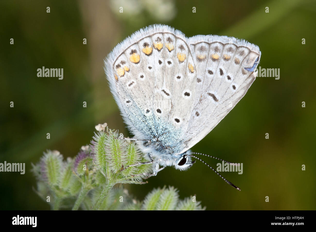 Königreich: Animalia Phylum: Arthropoda Klasse: Insecta Ordnung: Lepidoptera Familie: Polyommatinae Gattung: Lycaeides Hübner, 1819 Stockfoto