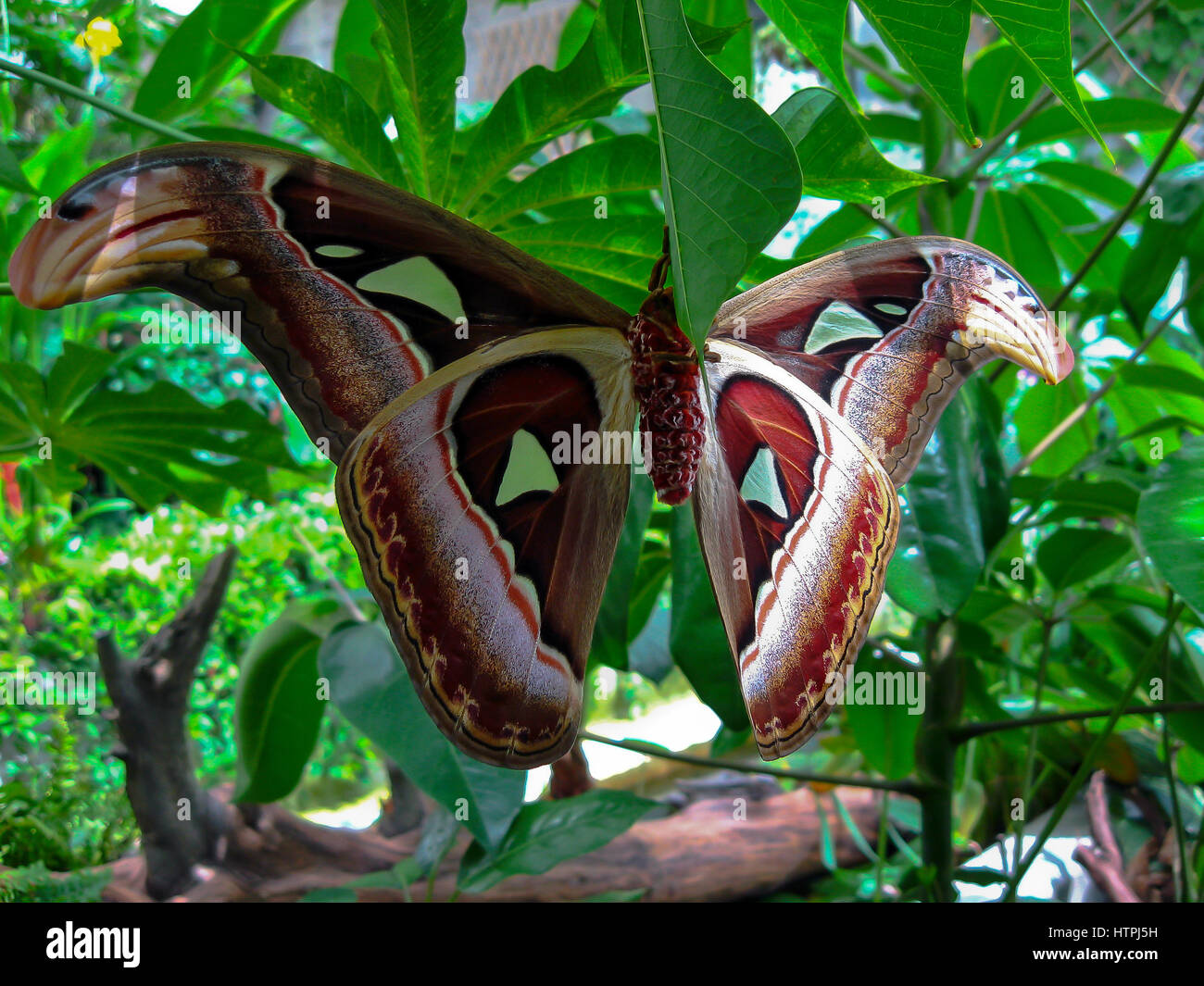 Königreich: Animalia Phylum: Arthropoda Klasse: Insecta Ordnung: Lepidoptera Familie: Saturniidae Gattung: Attacus Arten: A. atlas Stockfoto
