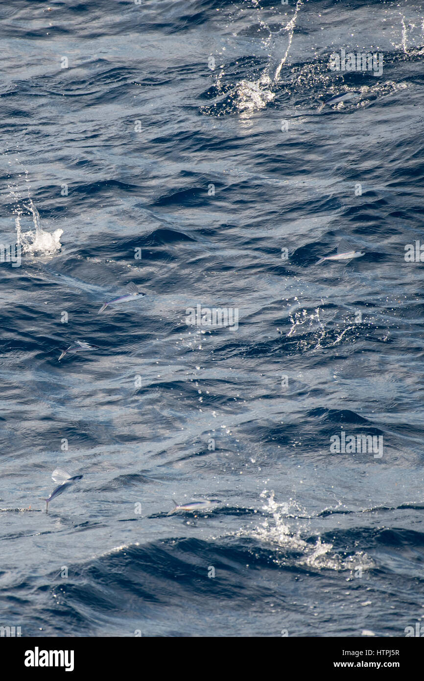 Gruppe, Schule oder Schwarm fliegender Fisch, in der Luft, wissenschaftlicher Name unbekannt, mehrere hundert Meilen vor Mauretanien, Afrika, Atlantik. Stockfoto