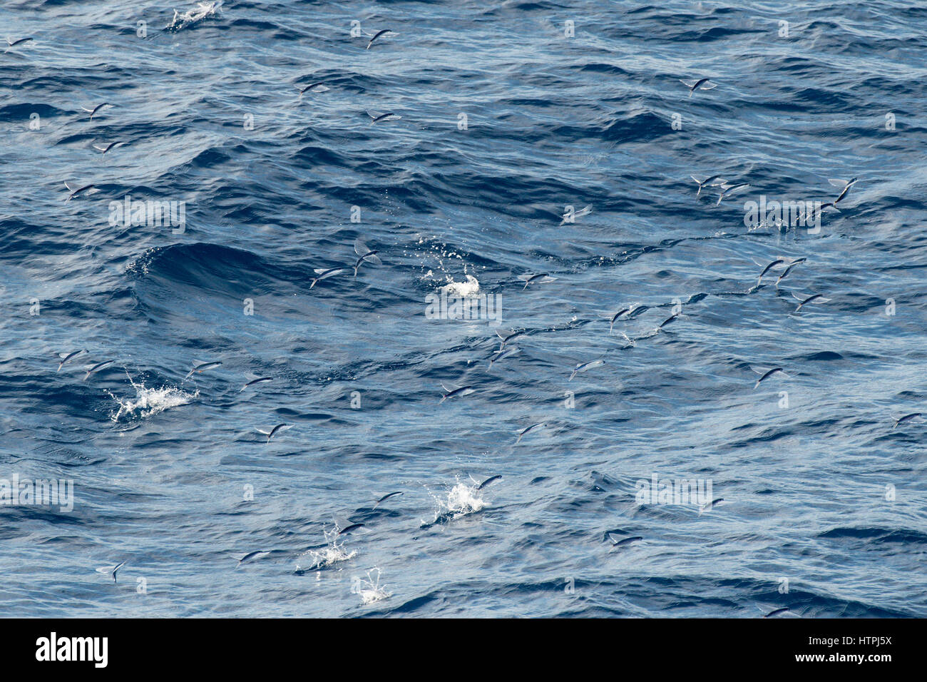 Gruppe, Schule oder Schwarm fliegender Fisch, in der Luft, wissenschaftlicher Name unbekannt, mehrere hundert Meilen vor Mauretanien, Afrika, Atlantik. Stockfoto